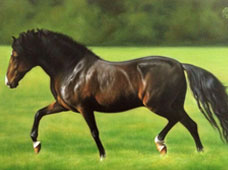 Caballo
